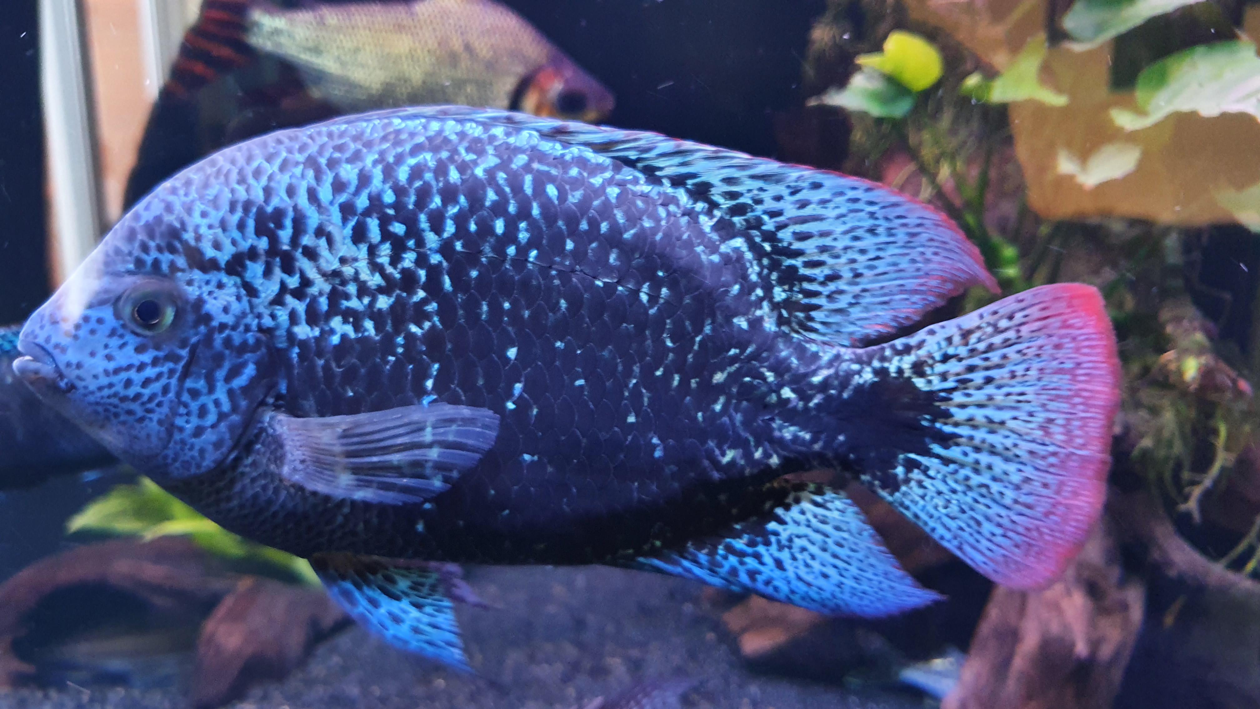 Black Nasty Cichlid (Nandopsis Haitiensis) – Hook'D On Fish